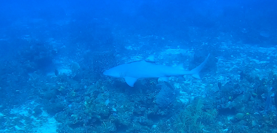 Lemon Shark