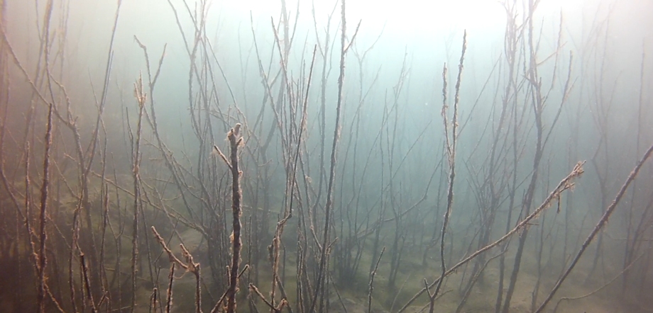 Trees Underwater